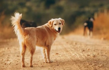 تفسير الاحلام  تفسير الاحلام
