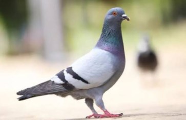 تفسير الاحلام  تفسير الاحلام