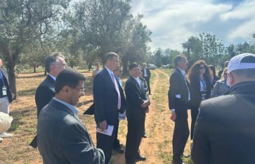 مزارع الزيتون الإيطالية  مزارع الزيتون الإيطالية