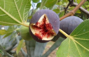 ما هي فوائد التين 