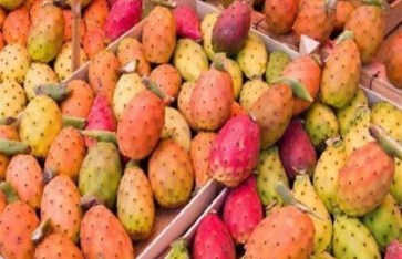 ما هي فوائد وأضرار التين الشوكي