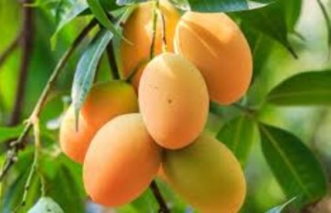 ما هي فوائد وأضرار المانجو 