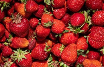 ما هي فوائد وأضرار الفراولة 