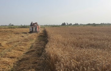 بدء موسم حصاد القمح بمزرعة جامعة دمنهور .. عالي الجودة ويتحمل الجفاف بدء موسم حصاد القمح بمزرعة جامعة دمنهور .. عالي الجودة ويتحمل الجفاف