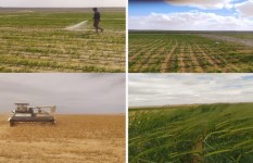 الاراضي الزراعيه 