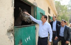 وزير الزراعة في محطة الزهراء للخيول العربية  وزير الزراعة في محطة الزهراء للخيول العربية