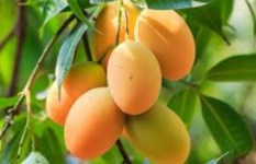 ما هي فوائد وأضرار المانجو 