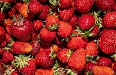 ما هي فوائد وأضرار الفراولة 