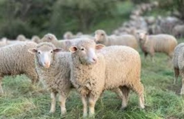 الأضحية "أرشيفية" الأضحية "أرشيفية"