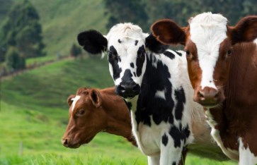 أضحية  أضحية