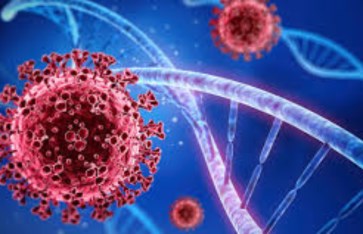 فيروس جديدباسم "HKU5"، وهو أحد فيروسات عائلة كورونا .  فيروس جديدباسم "HKU5"، وهو أحد فيروسات عائلة كورونا .