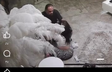 ضرب البلوجر هدير عبد الرازق  ضرب البلوجر هدير عبد الرازق