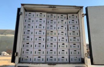 تصدير أول شحنة تقاوي بطاطس إلى أوزبكستان تصدير أول شحنة تقاوي بطاطس إلى أوزبكستان