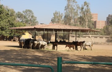 محطة الزهراء  محطة الزهراء