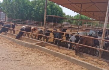 الزراعة الزراعة