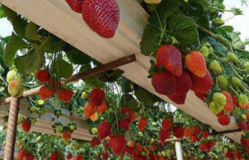 شتلات الفراولة المصرية شتلات الفراولة المصرية