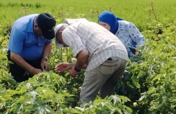 القطن القطن