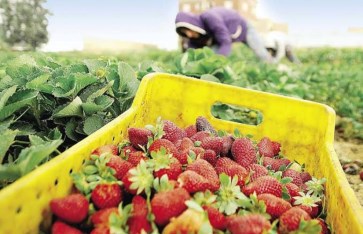 فرولة  فرولة