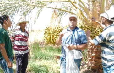 الوادي الجديد  الوادي الجديد