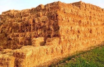 قش الأرز  قش الأرز