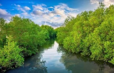 غابات المانجروف  غابات المانجروف