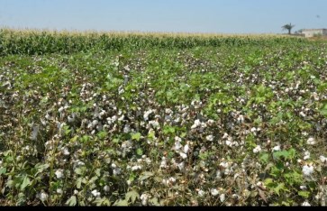 زراعة أسيوط  زراعة أسيوط