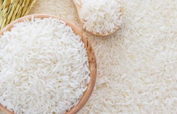 الأرز  الأرز