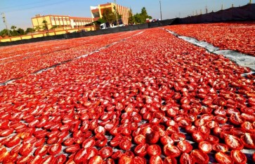 الطماطم  الطماطم