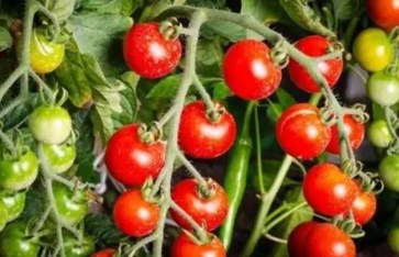 الطماطم  الطماطم