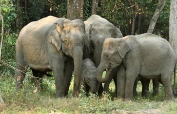 مصر تستورد 4 افيال آسيوية  مصر تستورد 4 افيال آسيوية