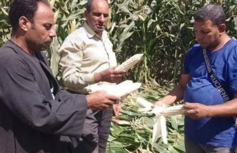 الزراعة الزراعة