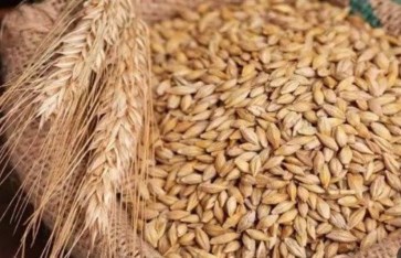 أسعار الأرز الشعير في الأسواق المصرية اليوم الأحد 18 يناير 2026