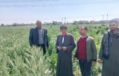 زراعة أسيوط 