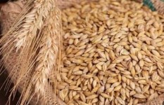 أسعار الأرز الشعير في الأسواق المصرية اليوم الأحد 18 يناير 2026