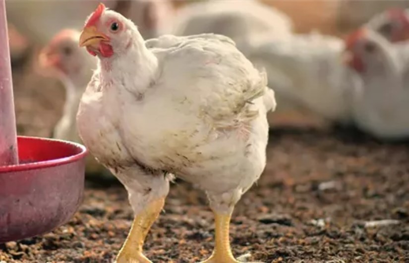 أسعار الدواجن والبيض اليوم السبت 