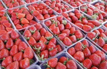 صادرات مصر من الفراولة