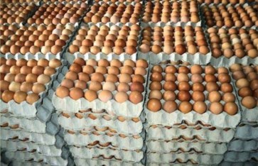 سعر كرتونة البيض  الابيض والاحمر