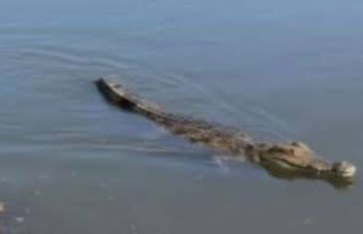 تمساح جديد في الشرقية