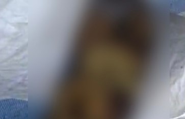 أجنة المنيا