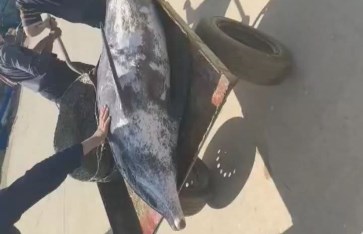 دولفين نافق بالبحيرة 