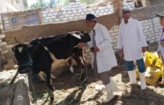 مديرية الطب البيطري بمحافظة كفر الشيخ