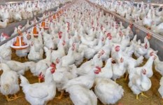 أسعار الدواجن اليوم الاحد