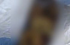 أجنة المنيا