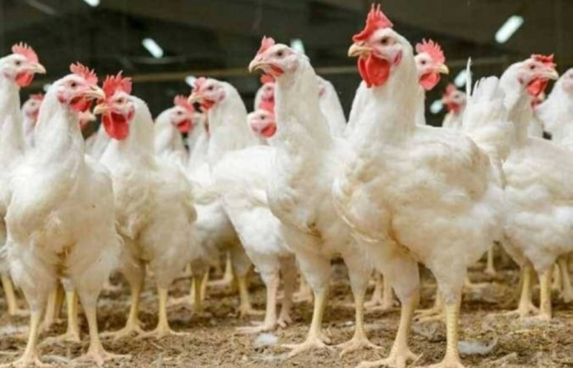 أسعار الفراخ والبيض اليوم الجمعة