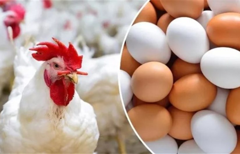 أسعار الدواجن 