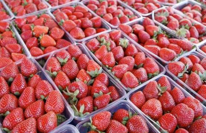 صادرات مصر من الفراولة