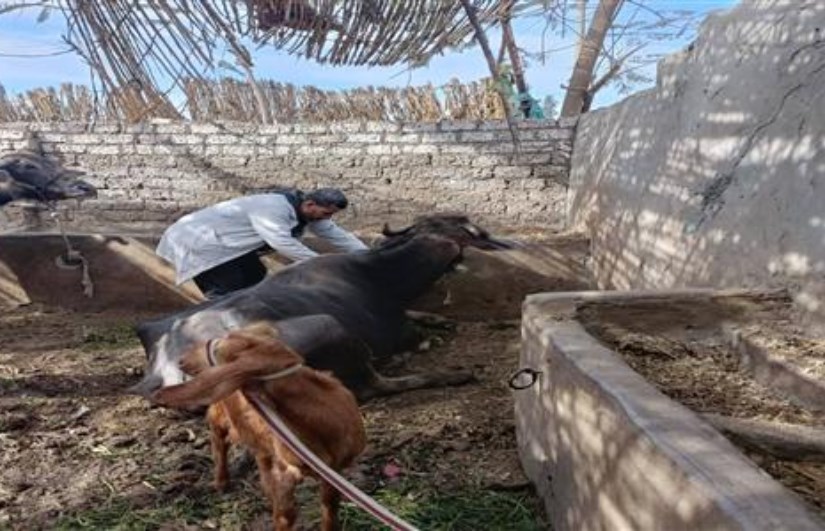 تحصين ضد الحمى القلاعية