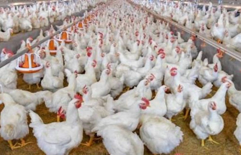 أسعار الدواجن اليوم الاحد