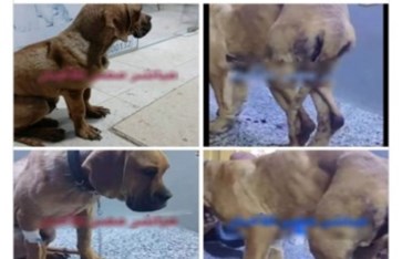 تريند كلب السويس 