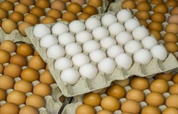 أسعار البيض 